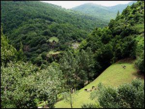 جنگل مشه سویی